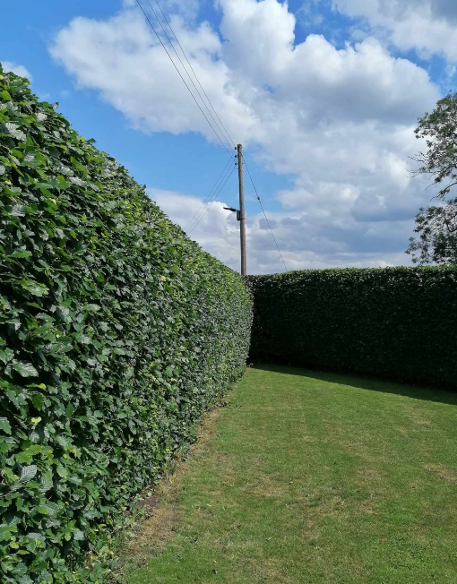 Hedge trimming