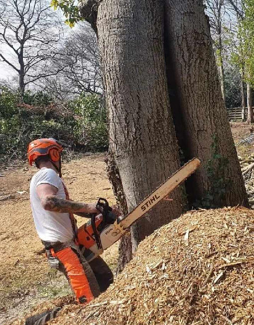 Free Felling